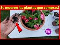 Se dañan tus plantas después de comprarlas? truco para que esto no pase mas | vamos juntos al vivero