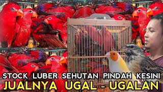 STOCK SEHUTAN JUAL UGAL - UGALAN  !! NURI RED LORY 200 RIBUAN GOLD AMADIN BLAKSTRUT 350 RIBUAN