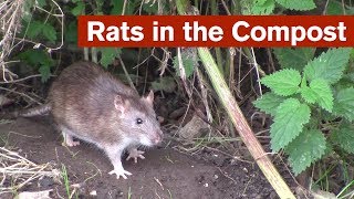 Dealing With Rats in the Compost (warning - images of living and dead rats/animals)