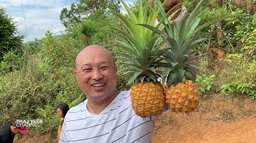 Hmoob Mes Kas Mus Saib Yawm Txiv Laus Nyob Nplog Teb