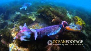 Cuttlefish Courtship and Mating Behavior