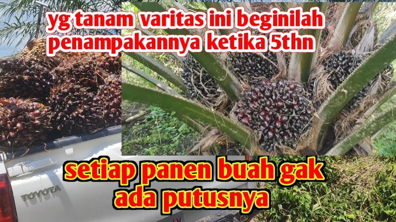 panen varietas yangambi yang dari ppks parindu,