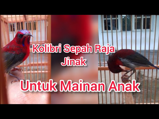 Kolibri Sepah Raja Jinak untuk Mainan Anak class=