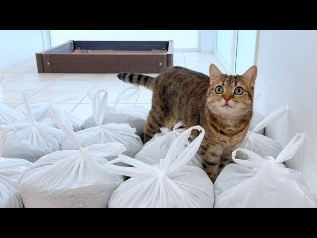 猫に黙って砂場を撤去したら拗ねちゃいました…