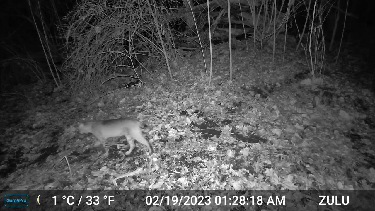 BP Screaming Bobcat YouTube