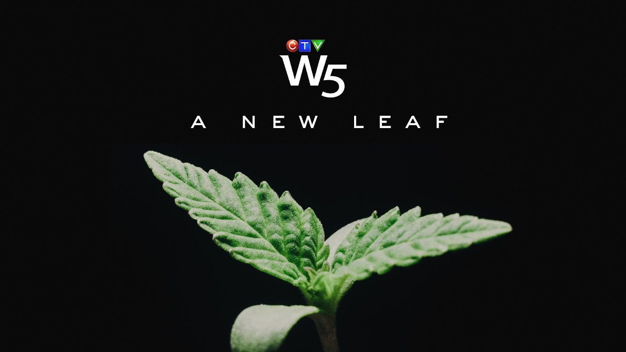 W5: Finding opportunities in the growing marijuana industry