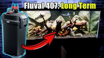 Fluval 407 Canister Filter Long Term Review