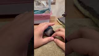 Jealous Parrot Sends a Bathtub Duck Flying