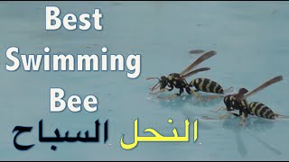 حتى البرزوزو ويحب يلعب في الجزائر Wasp swimming in Algerie