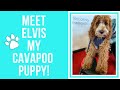 Bringing home our first puppy! Elvis the Cavapoo!