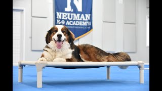 Peanut (Great Pyrenees x Bernese Mountain Dog Mix) Puppy Camp Dog Training Video Demonstration by Neuman K-9 Academy, Inc. 58 views 1 month ago 9 minutes, 11 seconds
