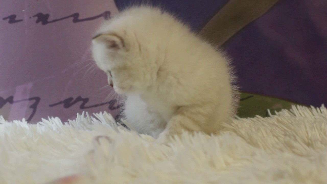 Female №1 SCS ny 21 33