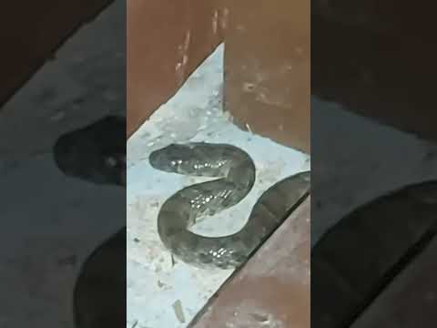 ثعبان كان فالمطبخ قولت اعوذ بكالمات الله التامات من شر ما خلق ٣ مرات الحمد لله ربنا نجانا