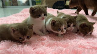 Meowing TV: 5 super cute kittens with the same fur color. by Meowing TV 1,533 views 2 months ago 3 minutes, 4 seconds