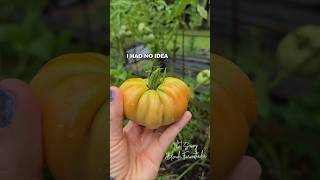 First picked fresh tomatos off the vine #gardening #garden #growtomatoes #tomatoes