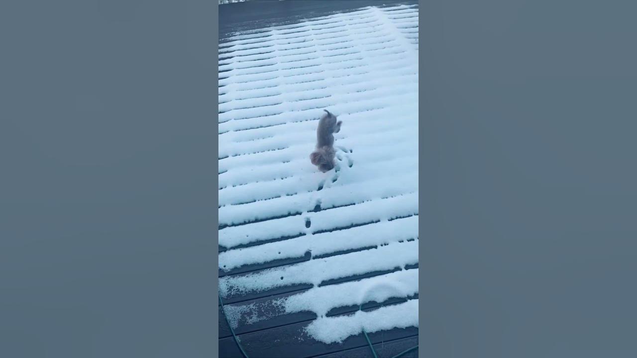 Dog Hates Getting Back Paws Wet Walking on Front Legs YouTube