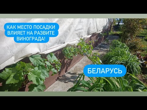 Виноград в Беларуси,