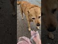Фросенька с самого утра встречала в приюте. Приют Сириус в Киевской области. #приютдлясобак #собака