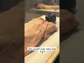 علماء طلعوا صوت المومياء Shorts