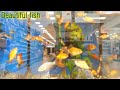 types of aquarium fish 🐟 | các loại cá cảnh đẹp lạ