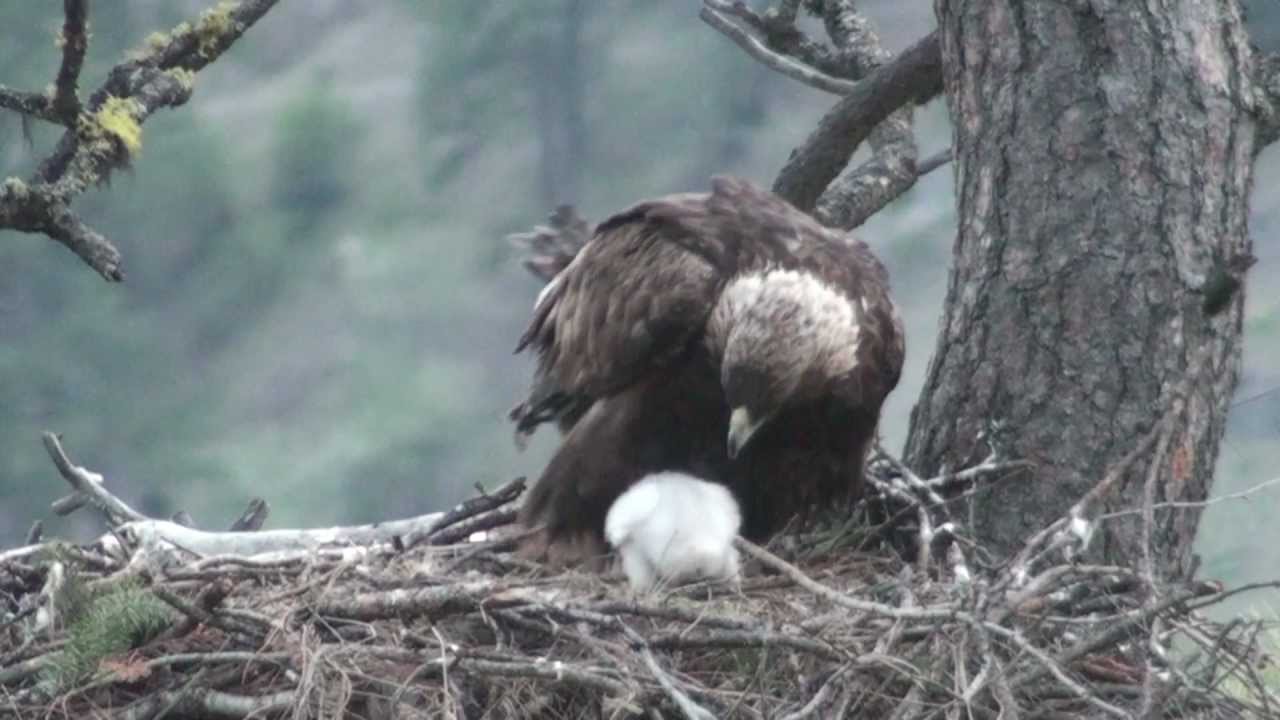 Golden Eagle & Baby YouTube