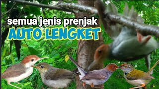 Suara Pikat Prenjak Ribut Untuk Pikat Semua Jenis Prenjak