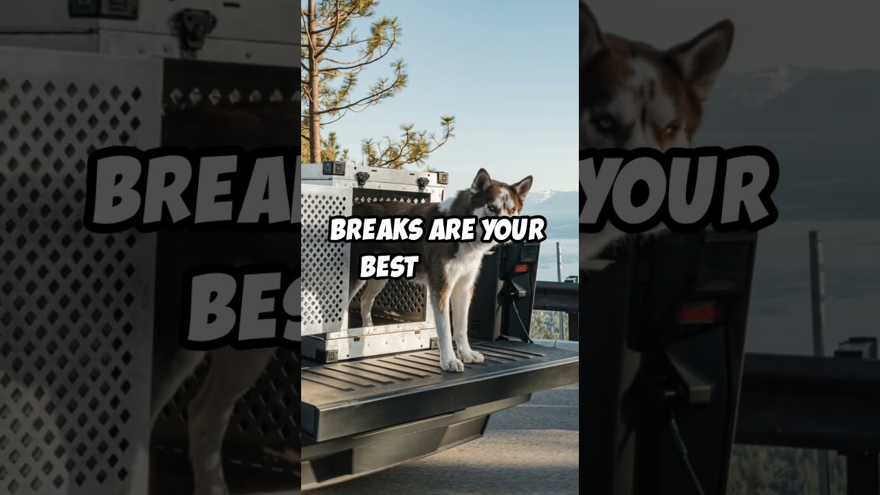 Traveling with Your Siberian Husky: Fun & Safe Tips!