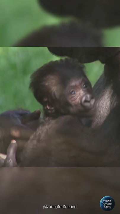 A Mother’s Love: Baby Gorilla Thara Born After 50 Years 💕