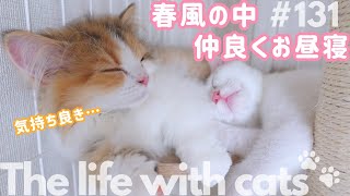 春風の中、仲良くお昼寝(Cat nap.)