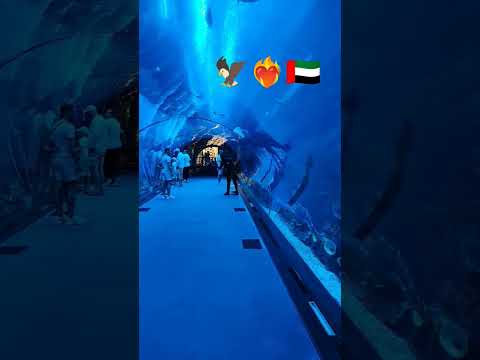 Dubai Aquarium part – 2.    #dubaiaquarium #dubaiaquariumandunderwaterzoo #dubai #burjkhalifa