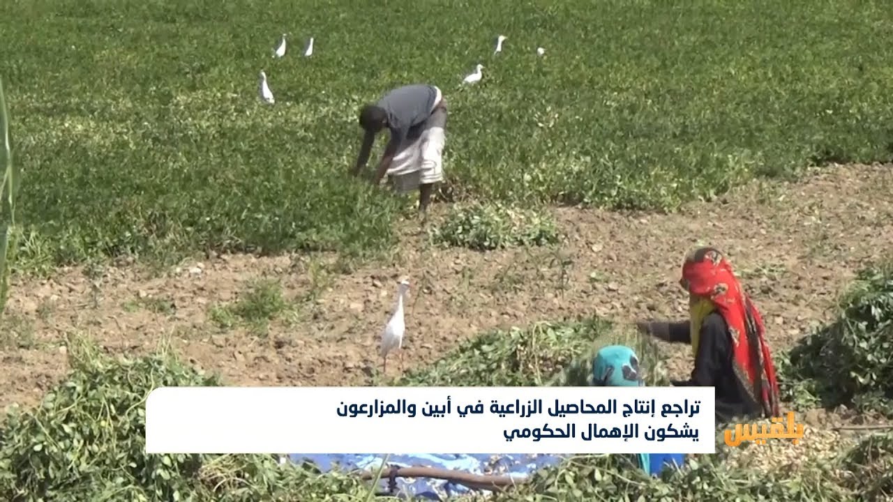 تراجع إنتاج المحاصيل الزراعية في أبين والمزارعون يشكون الإهمال الحكومي | تقرير : لطفي إبراهيم