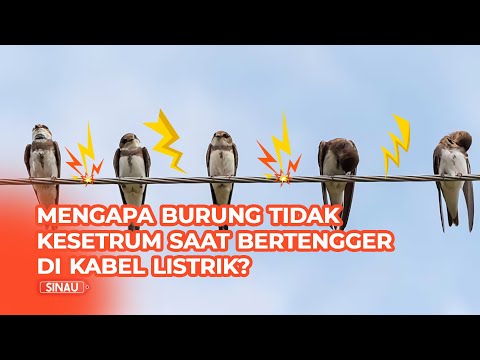 Video: Burung apa yang kakinya bertengger?