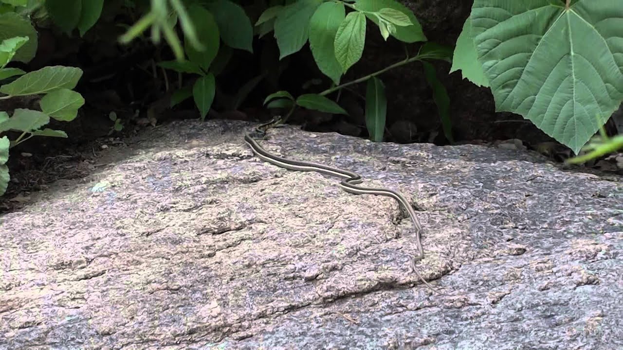 Rare Snake Hulchul  in Shilaramam! Hyd