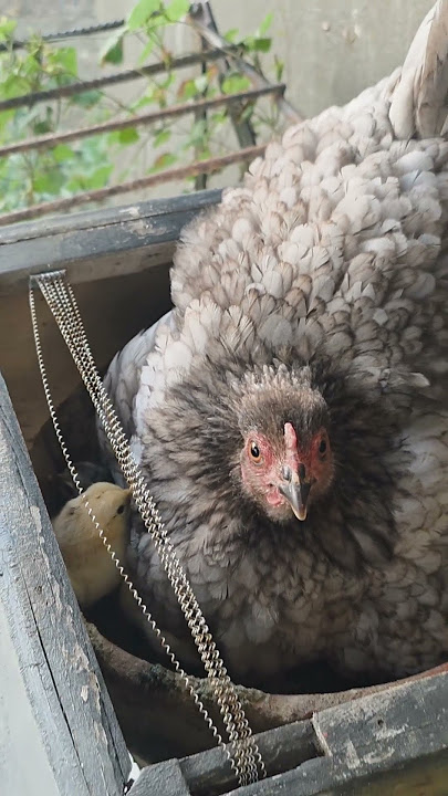 May chicks na!! #viralvideo #popular #trending