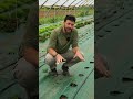 il metodo migliore per fare il trapianto degli oraggi con peperoni e pomodori