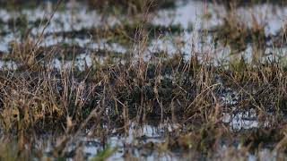 Bokje Sint Laurense Weihoek 28042025 1