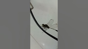 Chuồn chuồn bay thấp thì mưa.🌧🌩🌨 #shorts