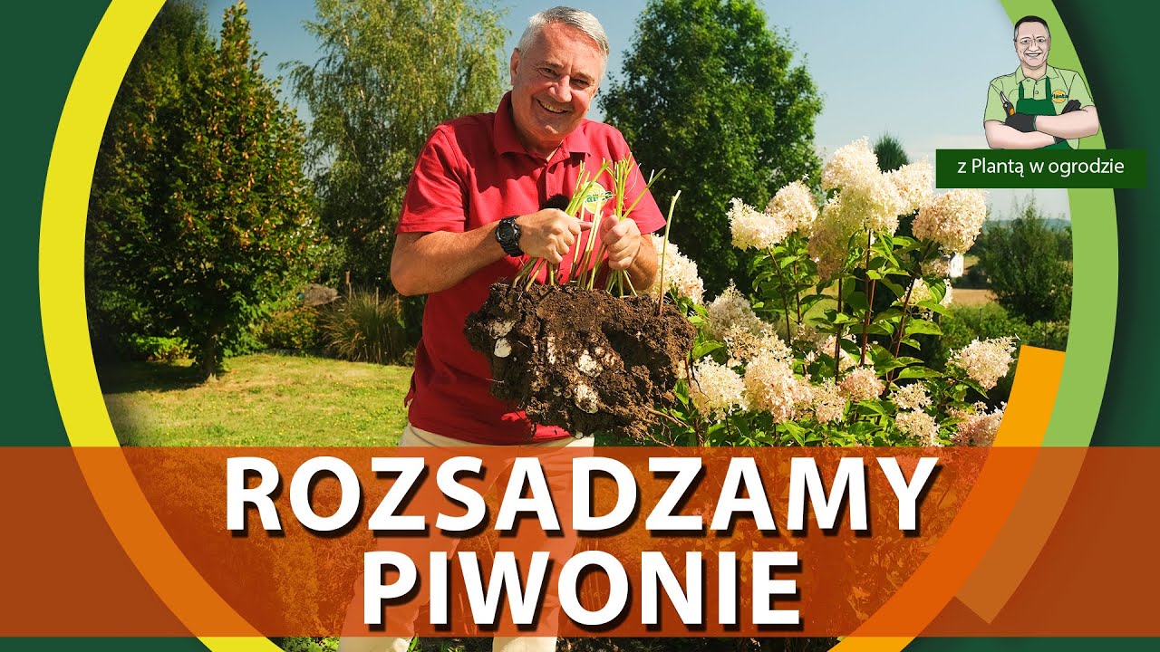 Przesadzanie i rozsadzanie piwonii jesienią - Z PLANTĄ W OGRODZIE
