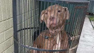 Собаку посадили в птичью клетку и бросили на улице… Собаку посадили в птичью клетку и бросили на улице…