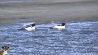 amar din kate na amar raat kate na