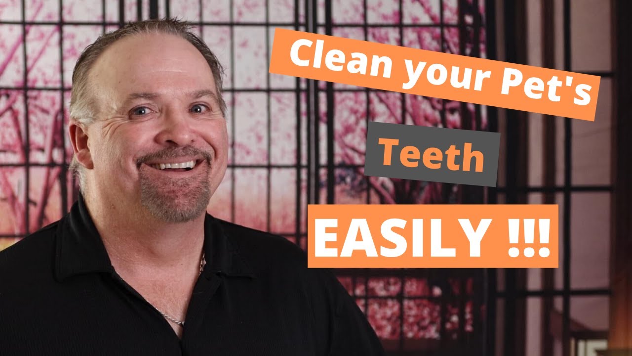 How to Brush your Dog's teeth YouTube