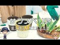 サンスベリアの植え替え・株分けの方法