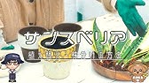 サンスベリア 没頭する植え替え 初めての株分け 観葉植物 Youtube サンスベリア 没頭する植え替え 初めての株分け 観葉植物 Youtube