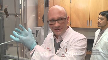 Engineered Vocal Fold Tissue