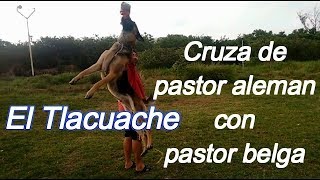 CRUZA PASTOR ALEMÁN CON BELGA EL TLACUACHE | SALTANDO