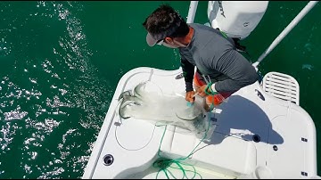 Catching ballyhoo in the cast net in Biscayne Bay | Peter Miller Fishing