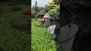 Heres How To Easily Pick Tea