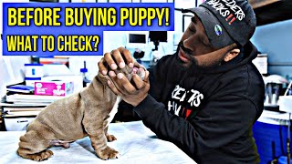 Diy Health check for dogs & puppies! What to look for before buying a puppy/Dog!