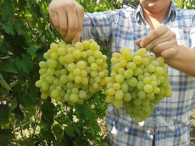 Сорт винограда Новый Подарок Запорожью - YouTube