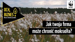 Jak twoja firma może chronić mokradła? WWF Polska